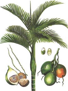 Areca catechu